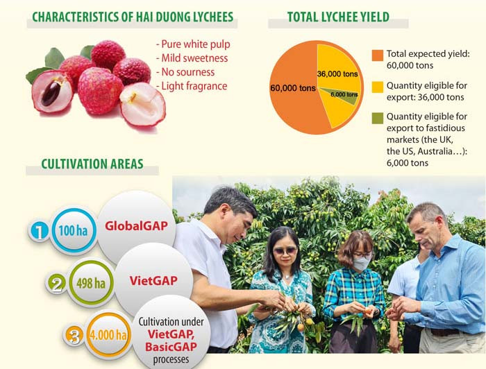 [Infographic] Hai Duong ready to export lychees